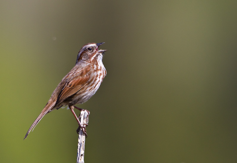 Song Sparrow Singing